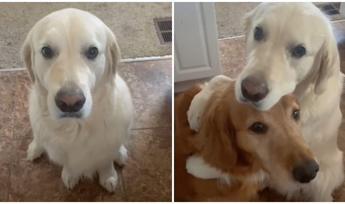 This Will Melt Your Heart: Golden Retriever Apologized For Eating Another Dog’s “Chewie” By Giving Him A Hug