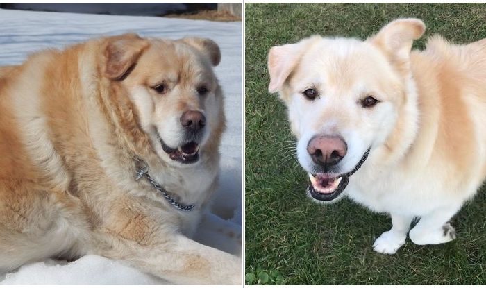 Overweight Golden Retriever Was Almost Put Down By Owner, Instead He Got A New Home And Is Finally Healthy