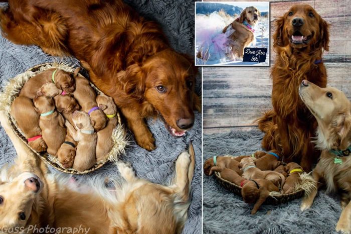 Sweet Family Photos: Proud Golden Mama Poses With Her Nine Babies And Their Dad