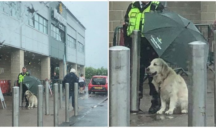 Security Guard Shelters Golden Retriever From Rain