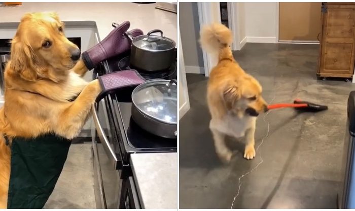 Little Helper: This Golden Retriever Loves To Do Chores Around The House