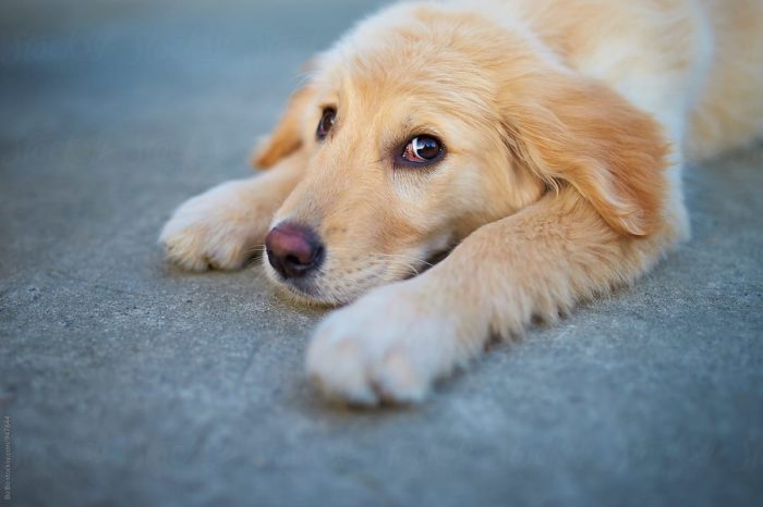 Is Your Goldie All Of A Sudden Less Obedient? Believe It Or Not, Science Says Maybe It's Because He Hit Puberty!