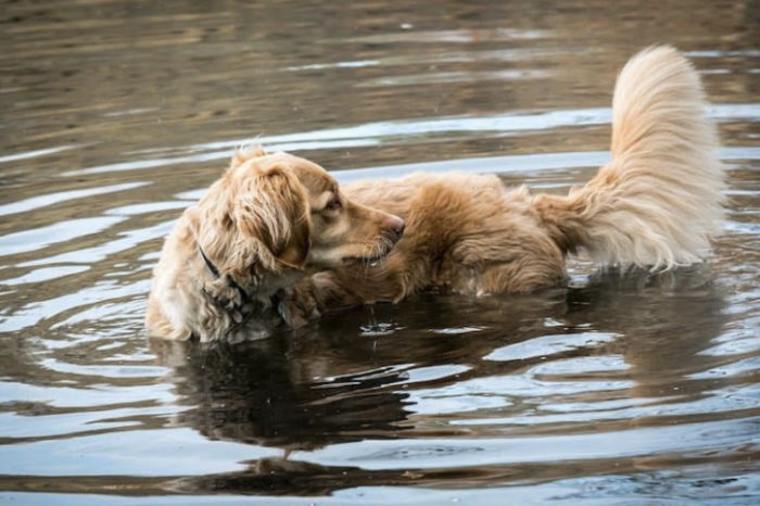 Governmental EPA Guidelines On Why Your Dog Shouldn’t Use Lakes As A Toilet