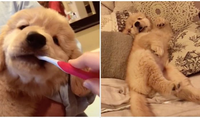 This Golden Retriever’s Bedtime Routine Will Melt Your Heart