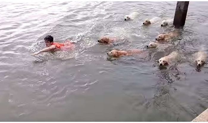 Man Gets Chased By Mob Of Golden Retrievers