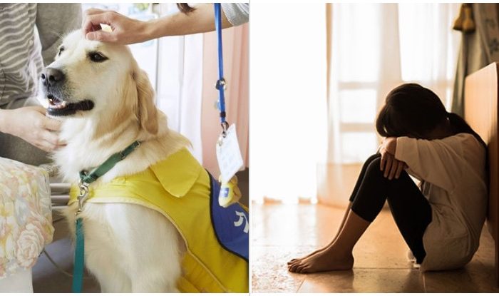 Superhero Of The Day: Golden Retriever Made Court Appearance To Help Victim Of Abuse