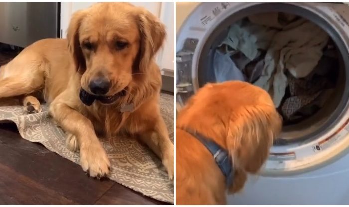 The Anxiety This Golden Retriever Went Through While His Favorite Toy Was In The Washing Machine Will Leave You Heartbroken