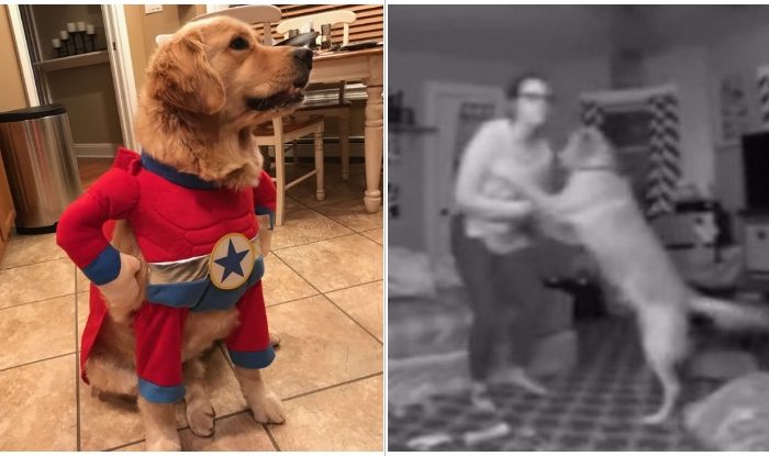 True Superhero: How A Golden Retriever Saved It’s Owner After A Night Out