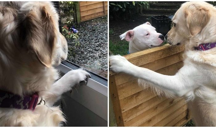 Goldie Lola Fell In Love With The Dog Next Door, And Their Story Is Basically A Fairytale
