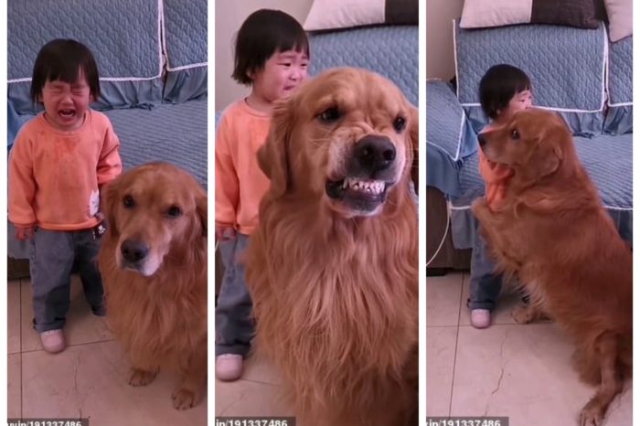 Pawdorable! Crying girl protected by her loyal golden retriever