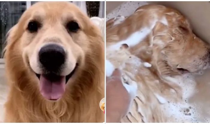 And The Oscar Goes To This Golden Retriever Who Decided To Play Dead In The Bathtub And Freak Out Everyone