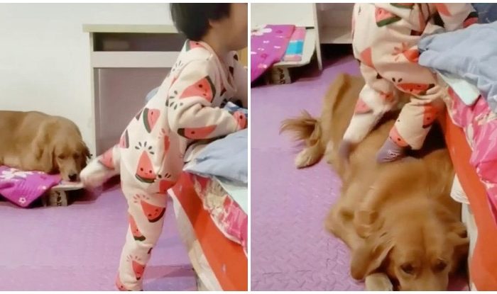 Adorable: Golden Retriever Helped Little Girl To Get Into Her Bed
