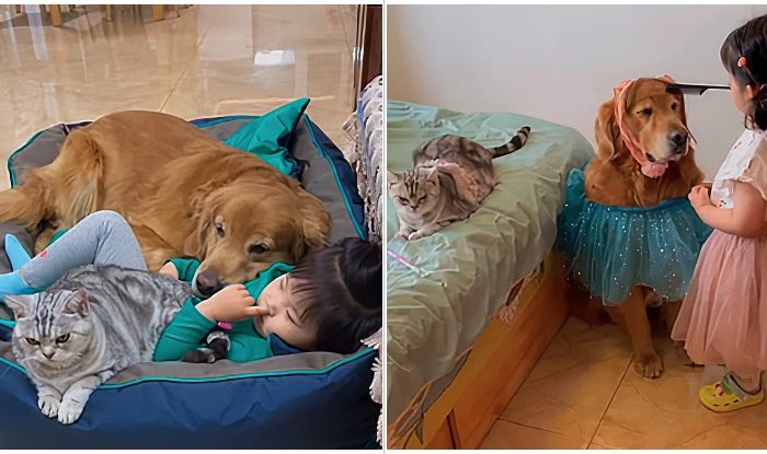 Little Girl Loves To Spend Her Days With Her Two Best Friends: A Golden Retriever And A Cat