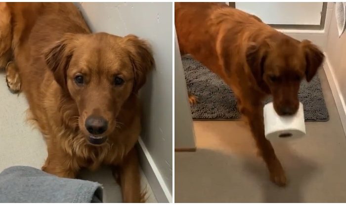 Watch This Golden Retriever Bring His Owner A Roll Of Toilet Paper And Even Close The Door Behind Himself