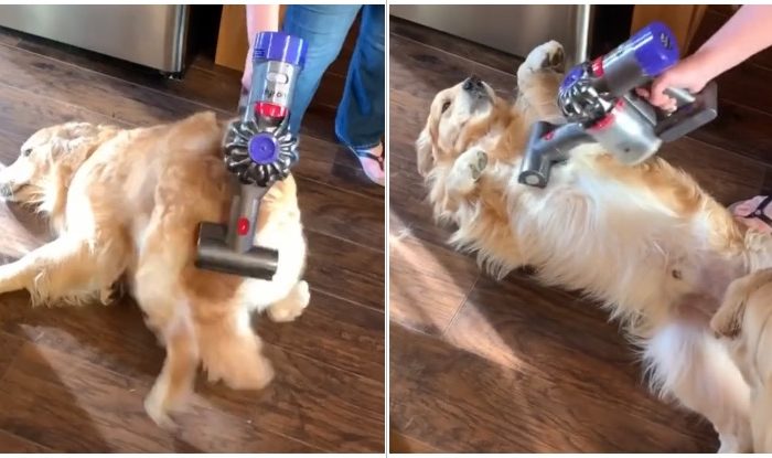 This Golden Retriever Enjoys To Be Vacuumed
