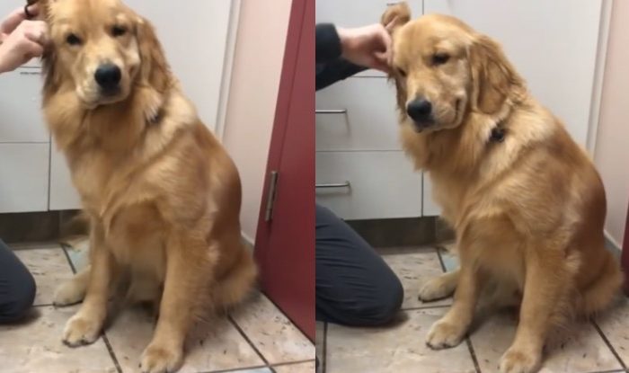 Golden Retriever Adores To Get It’s Ears Cleaned