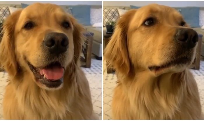 Golden Retriever Was Born To Be A Golden Star: This Dog Has Some Serious Acting Potential