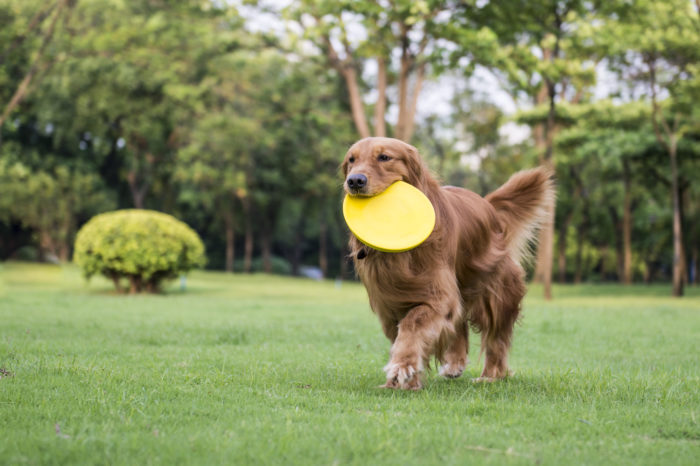 10 Facts You Didn't Know About Golden Retrievers