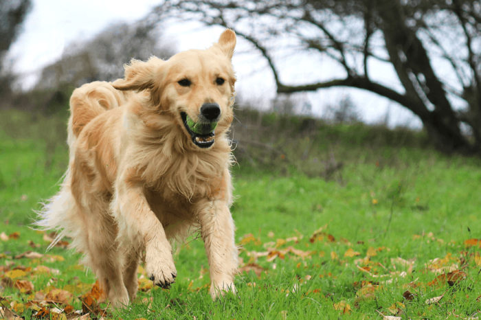 5 Reasons Why Golden Retrievers Make Such Amazing Pets