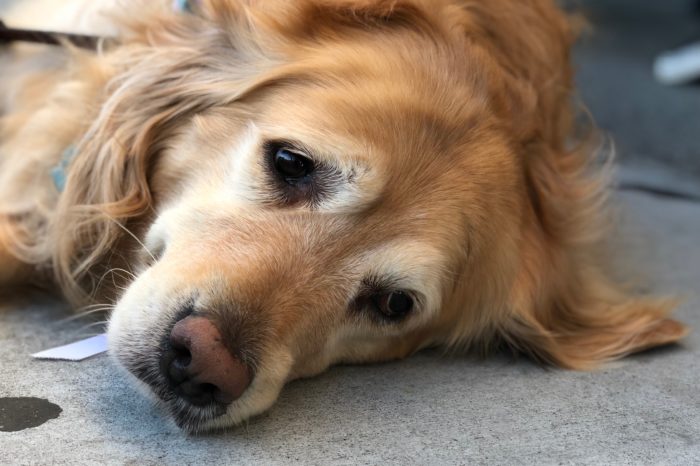 Take Care Of Your Pups: Reasons Why Your Golden Retriever Is Sad
