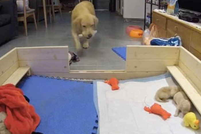 Best Mom Ever: Goldie Tries To Console Her Whining Babies By Bringing Them Her Favourite Toys