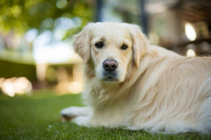 Choosing food for your Goldens is essential for their health and experts have some tips regarding nutritious