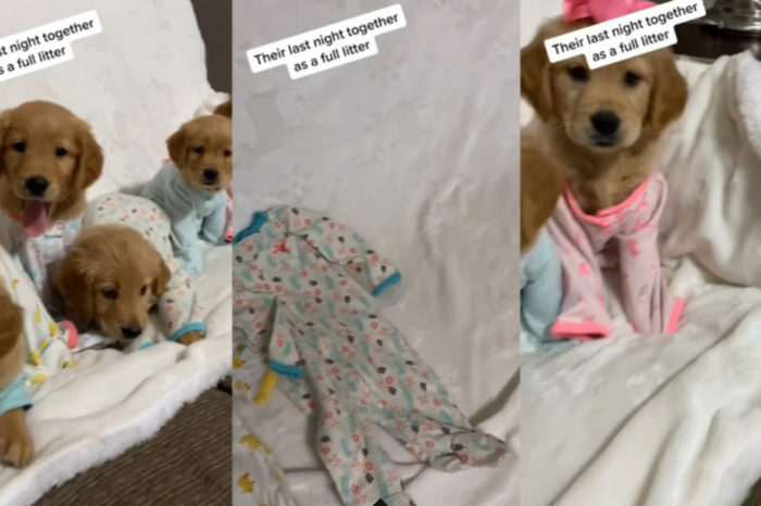 They're adorable! Golden retriever puppies have pyjama party for a very special reason