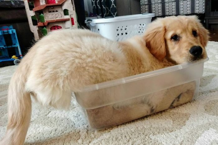 10 Times Retrievers Showed That They Are The Best Dogs