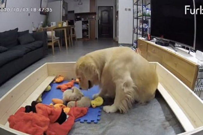 Mother Golden Retriever Comfort her Puppies by Bringing Them Favorite Toys
