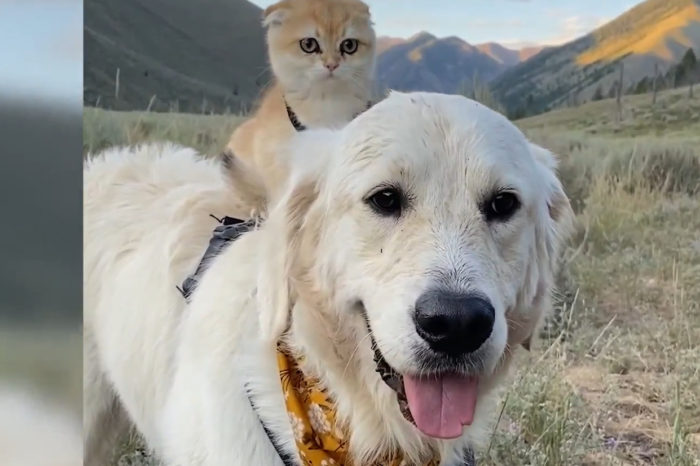 VIDEO  Golden retriever and his best friend kitten travel the world