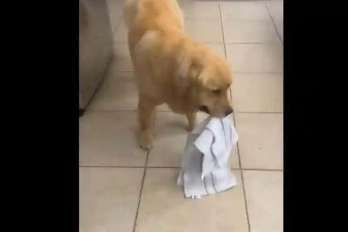 This golden retriever has both silly and adorable trait. And it's irresistible!