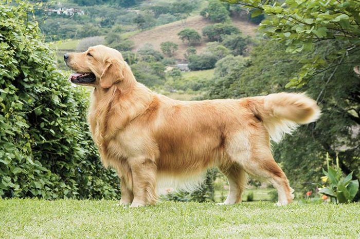 10 Astonishing Facts About the Golden Retriever