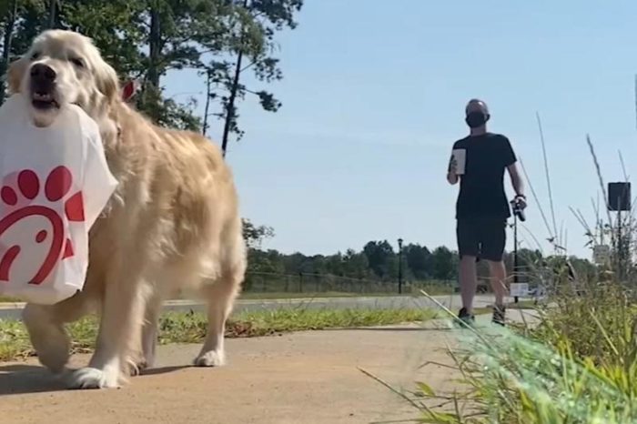 Ellie the Golden Retriever is Special Delivery Dog With Very Interesting Background Story