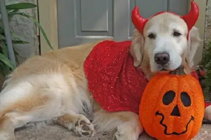Five Very Important Tips To Keep Your Pets Safe This Halloween
