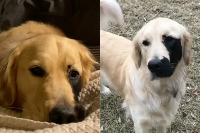 Enzo, a golden retriever with an unusual black mark on his face is helping kids all around the world embrace their birthmarks