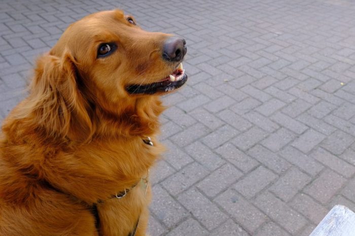 6 Quick Tips for Choosing Your Golden Retriever Pup