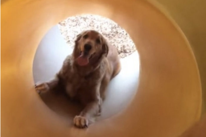 Golden Retriever Learns To Use A Slide