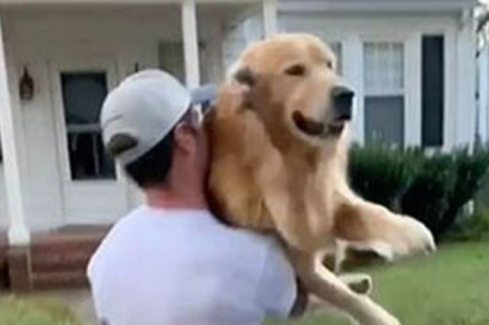 A Golden Retriever becomes a Hit on the Internet Because of the Way He Greets His Owner