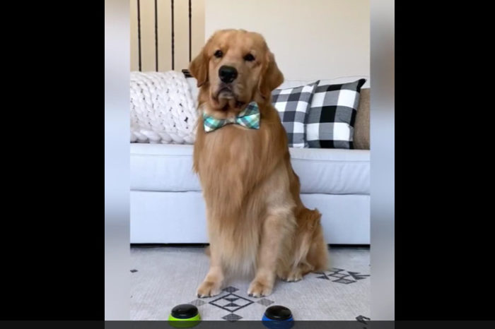 Tucker the Golden Retriever answers questions from his fans with "yes" & "no" buttons