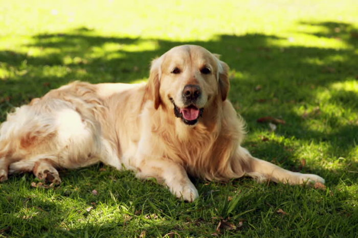 What Is Bad About Golden Retrievers? This Owner Named 13 Surprising Faults