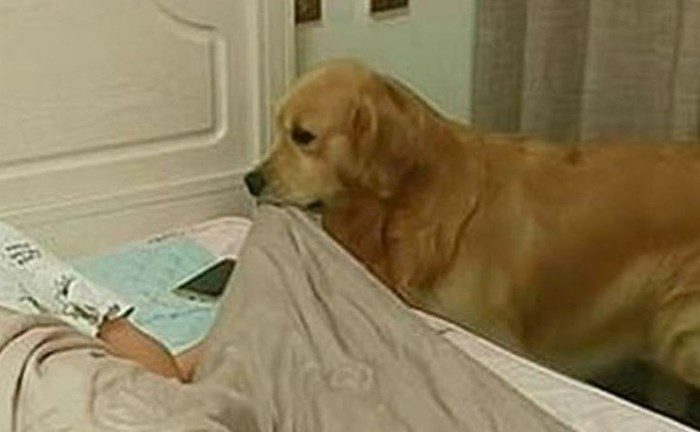 The Golden Retriever Placed The Owner In Bed And Took Her Cell Phone