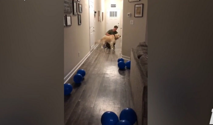 Excited Golden Retriever could not hide his excitement after his "dad" returned home after 4 months