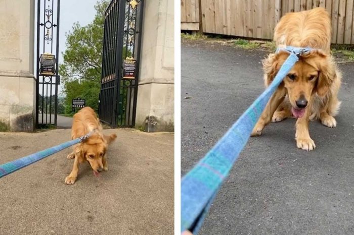"Just A Bit Longer Mom!" Stubborn Goldie Refuses To Leave The Park And Wriggles Out Of His Collar To Run Back And Play