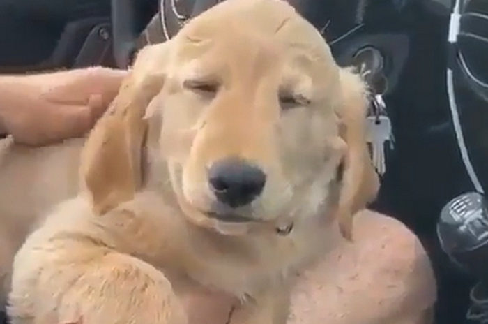 Adorable Golden Retriever Pup Falling Asleep While Sitting On His Owners Lap