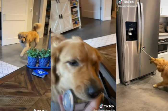This Golden Retriever Is Trained To Bring A Can Of Beer To The Owner