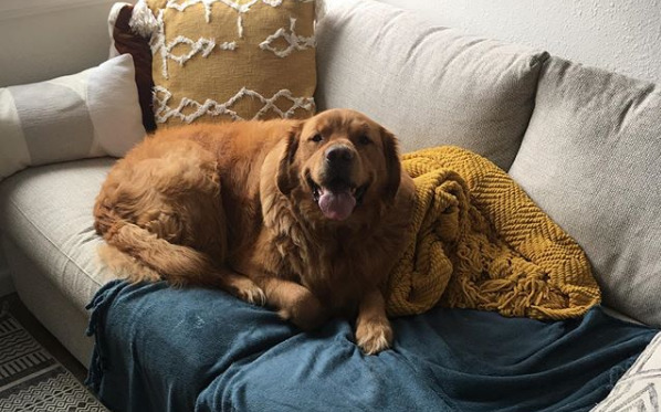 This Golden Retriever had to lose 66 pounds: He’s now overjoyed