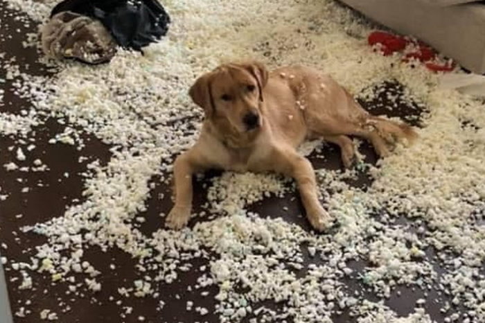 That feeling when you walk in a room and the pup says: "It just exploded! I had nothing to do with this"