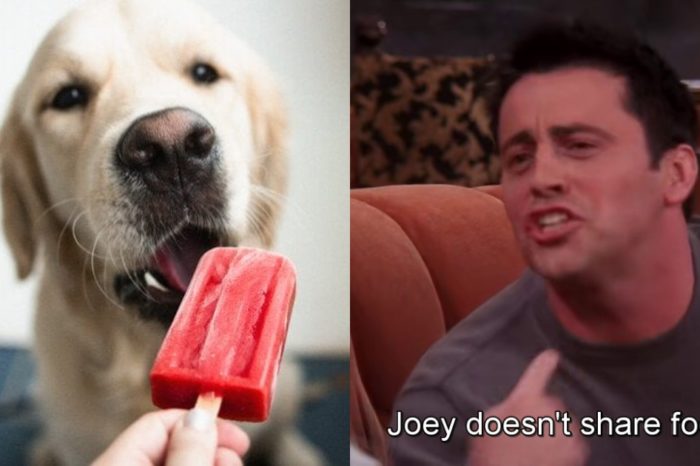 Joey Doesn't Share Food! Well, Neither Does This Golden Retriever