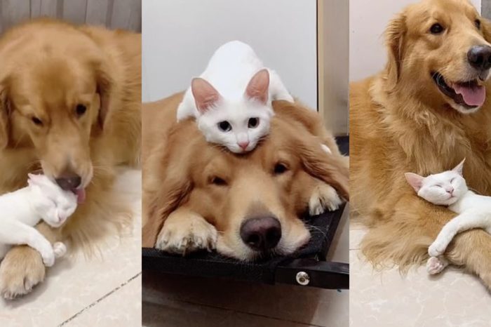 Friends Fur-Ever! This Golden Retriever LOVES To Groom And Hug His BFF, An Adorable Little Kitty!