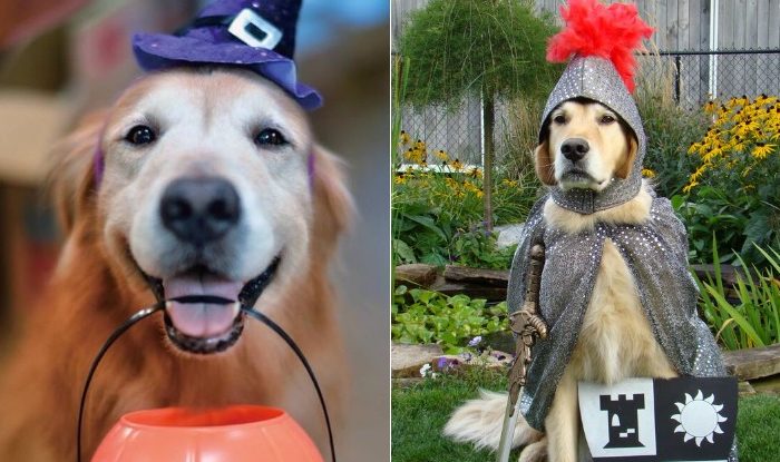 10 Best Golden Retriever Costumes That Will Make You Smile!